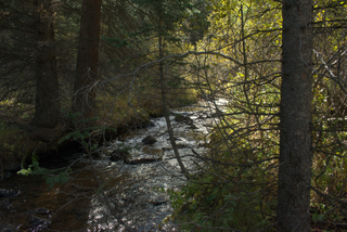 Clear creek is in the center of the frame. Truly a creek at this elevation, water tumbles over the stones in the creekbed. Trees crowd close around the water source, aspen and pine alike. Lower bushes also flank the banks of the river. A sunbeam pierces the canopy, highlighting a splash of yellow leaves on the right side of the frame. The creek and foliage is somewhat occluded by a bare tree in the foreground.