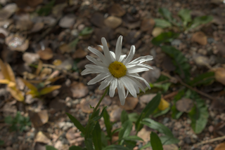 A photo of an oxeye daisy in closeup, with dead leaves on the ground in the unfocused background. Bare tree branches above cast thin shadows across the daisy's petals.