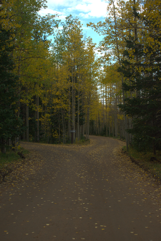A photo of Guanella Campground. The dirt road stretches forward from the bottom of the frame, dusted with fallen yellow aspen leaves. The road forks in the middle of the frame, making a loop around a stand of trees. A one way sign points off to the right from the fork. Flanking the road are dark evergreen trees, but the stand of trees in the center are aspens, in their bright fall yellow colors. Above the trees, the sky is a pale blue, with a few loose clouds left over from the rainstorm that had blown through that morning.